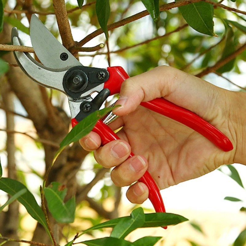 Premium Aşılama Budama Makası  - Gardening Tools Quality incelemesi ve fiyatı