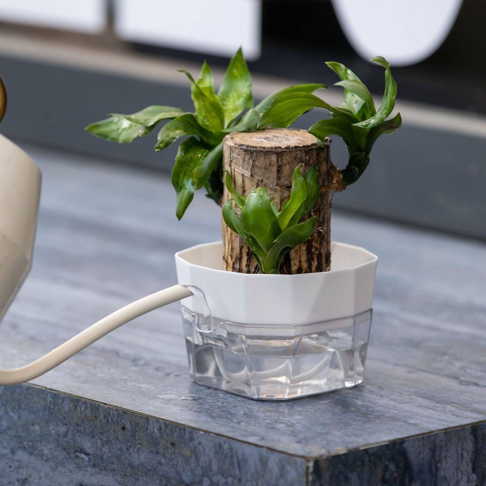 Hidroponik Vazo İki Katmanlı K - Self-Watering Planter incelemesi ve fiyatı